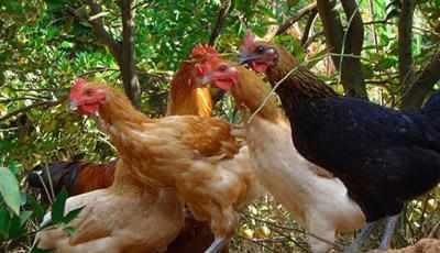 养一千只土鸡的利润，农村养土植土鸡的利润和成本分析