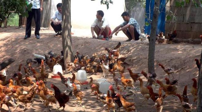 养一千只土鸡的利润，农村养土植土鸡的利润和成本分析