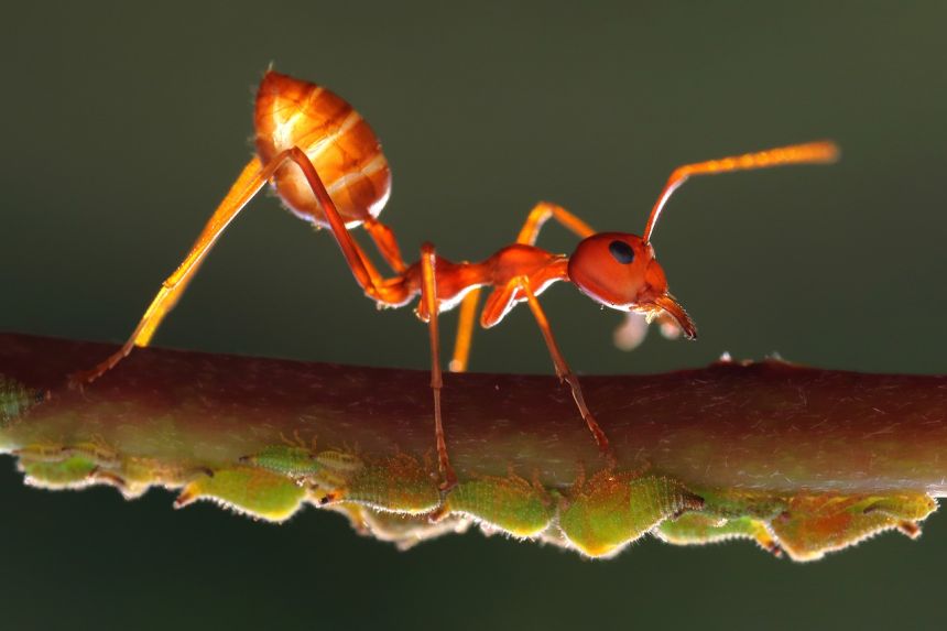 永久去除小黄蚂蚁的小妙招，黄蚂蚁怎么彻底去除
