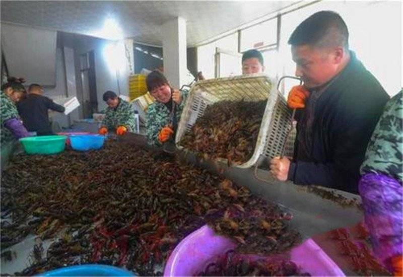 没本钱在农村做什么好,没钱的农村人适合做什么项目